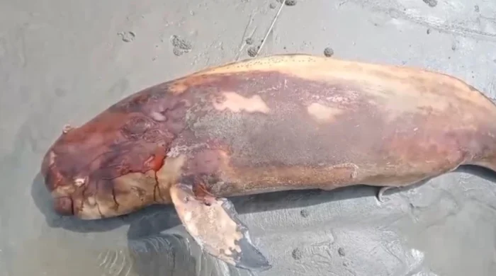 কুয়াকাটা সৈকতে পুনরায় পাওয়া গেল মৃত ইরাবতী ডলফিন