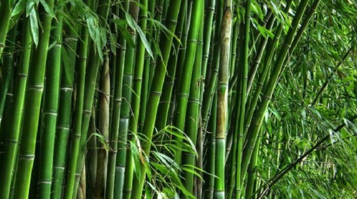 আজ বিশ্ব বাঁশ দিবস: টেকসই সম্পদ ও পরিবেশ সচেতনার বার্তা