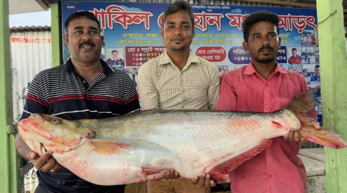 পদ্মার বিরল ঢাই মাছ বিক্রি ৪৬ হাজার টাকায়
