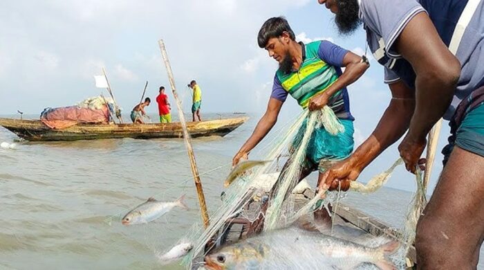 ইলিশ রক্ষায় ৪ থেকে ২৫ অক্টোবর ইলিশ ধরা ও বিক্রি নিষিদ্ধ