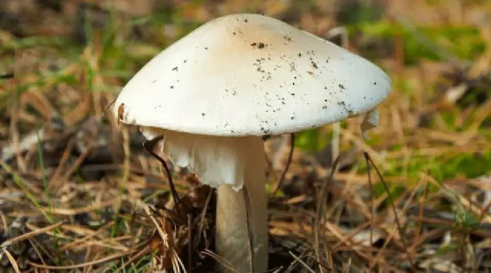 অস্ট্রেলিয়ায় বিষাক্ত মাশরুমে হত্যার দায়ে নারীর যাবজ্জীবন