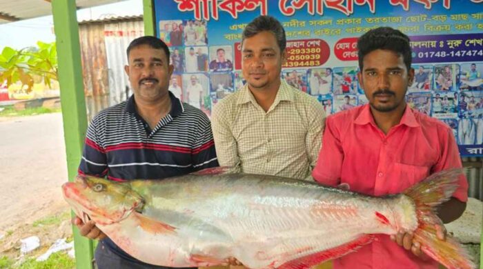 পদ্মার বিরল ২২ কেজির ঢাই মাছের দাম ১ লাখ ৪ হাজার টাকা