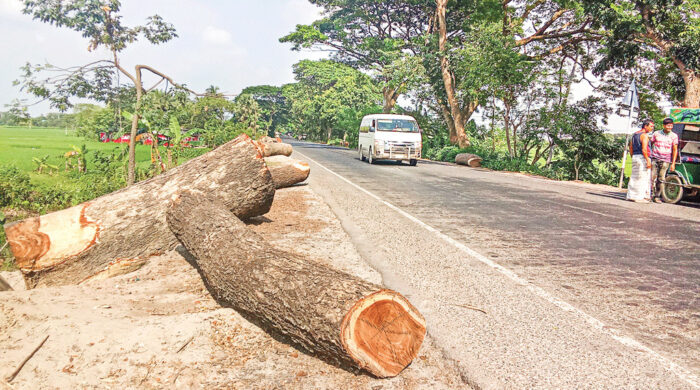 রাজশাহীতে উন্নয়নের নামে ২ হাজার ৩২৩ গাছ নিধন: পরিবেশ বিপর্যয়ের আশঙ্কা