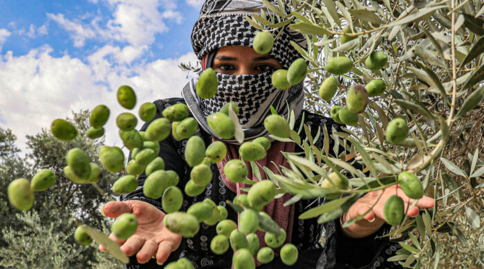 কেন বারবার ইসরাইলি হামলার টার্গেটে পড়ছে জলপাই গাছ