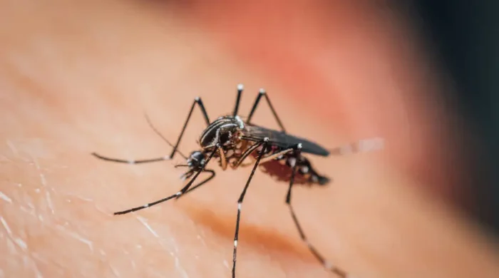ডেঙ্গুতে একদিনে ১০ জনের প্রাণহানি