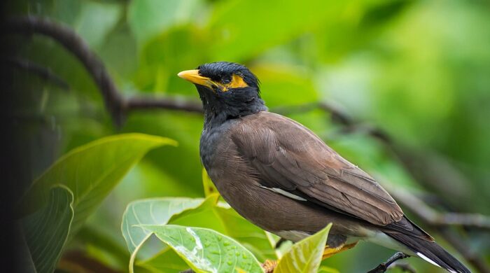 সীমান্তে বিজিবির মানবিকতায় বাঁচল ৯০ শালিকের প্রাণ