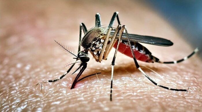 অক্টোবরে ডেঙ্গুর তাণ্ডব