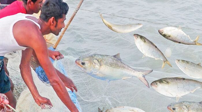 জাটকা রক্ষায় শনিবার থেকে দেশব্যাপী ইলিশ ধরায় নিষেধাজ্ঞা