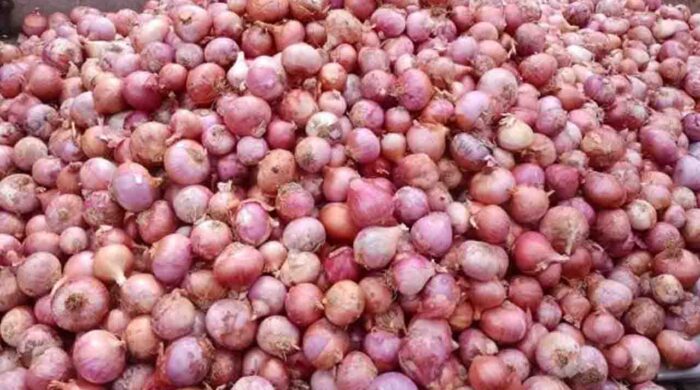 মুড়িকাটা পেঁয়াজের বাম্পার ফলন