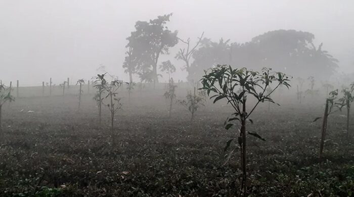 ৯ ডিগ্রিতে নামলো তেঁতুলিয়ার তাপমাত্রা
