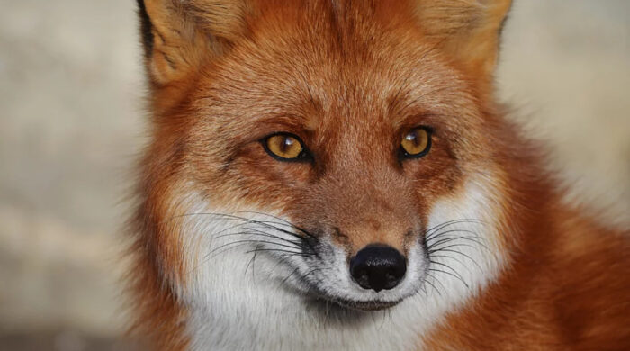 কিশোরগঞ্জে বাড়ির উঠান থেকে শিশুকে টেনে নিল শিয়াল