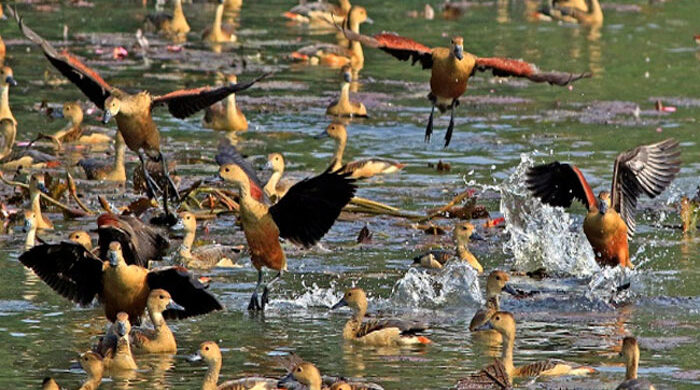 অতিথি পাখি নিরাপদে থাকুক বাংলাদেশের জলাভূমিতে