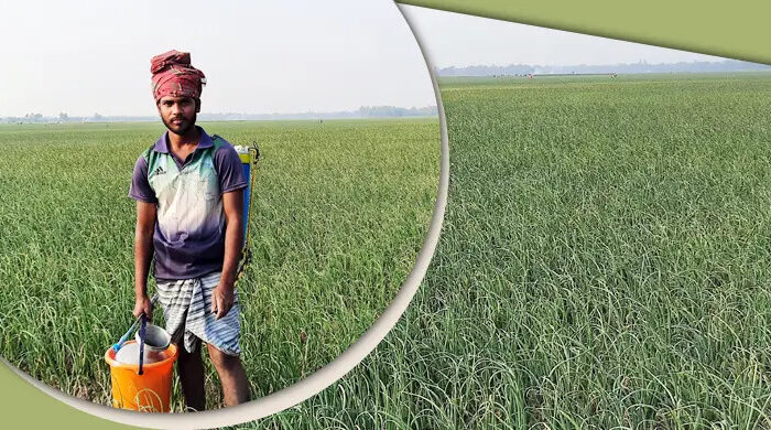 সার সংকটে দিশাহারা কুষ্টিয়ার পেঁয়াজ চাষিরা