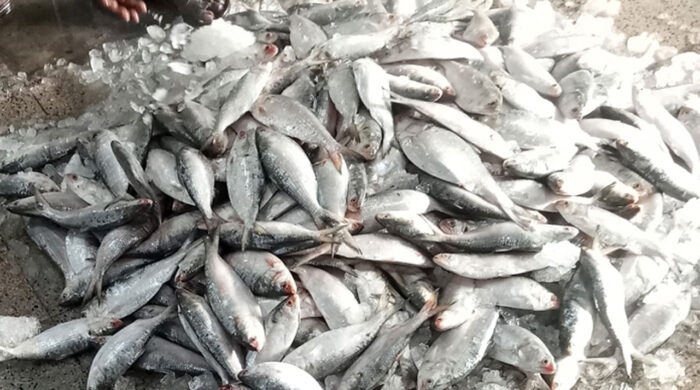 মিরকাদিম আড়তে ইলিশের ঝিলিক, দাম চড়া ধাক্কা