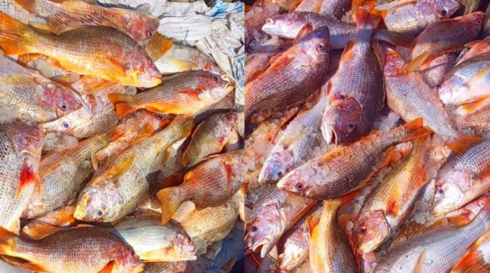 এক জালেই ৬৮৭ লাল কোরাল, টেকনাফে ১০ লাখ টাকার মাছ