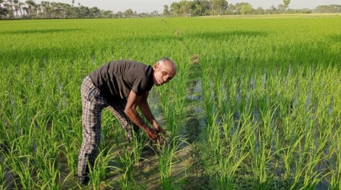 সাতক্ষীরায় বোরো রোপণে ব্যস্ত কৃষক, লক্ষ্যমাত্রা ছাড়ানোর আশা