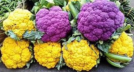 সিরাজদিখানে রঙিন কপি চাষ