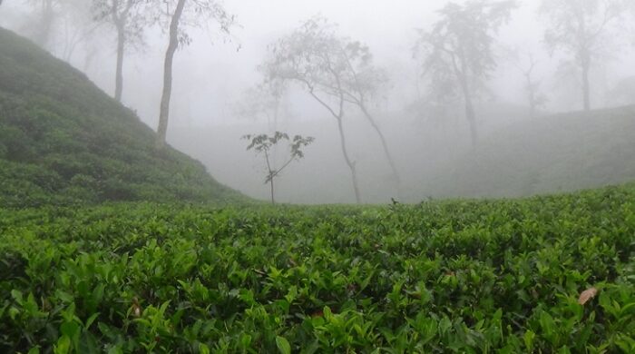 শ্রীমঙ্গলে তীব্র শীতের প্রকোপ