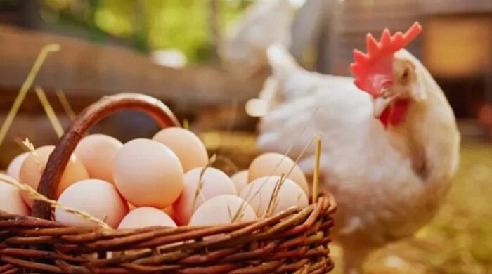 সৌদিতে বাংলাদেশ মুরগি নিষিদ্ধ