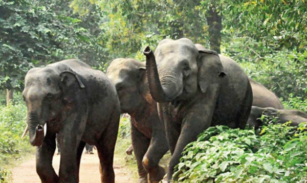 ঝাড়খণ্ডে বন্য হাতির আক্রমণে একই পরিবারের ৪ জন নিহত