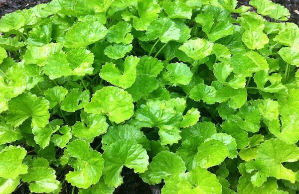 থানকুনি পাতার জাদুকরী উপকারিতা ও স্বাস্থ্যকর ব্যবহার