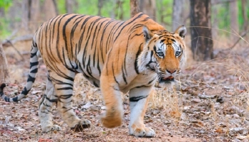 থাইল্যান্ডের সাফারি পার্কে প্রাণঘাতী ভাইরাসে ৭২ বাঘের মৃত্যু