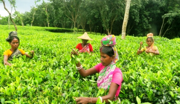 চা বাগানের নারী শ্রমিক