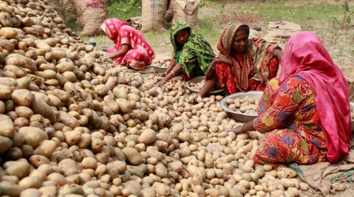 ভিয়েতনামে বাংলাদেশি আলুর রপ্তানি আনুষ্ঠানিক অনুমোদন