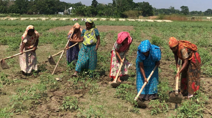 কৃষিতে নারীর মজুরি ২৬% কম: বিবিএস জরিপ