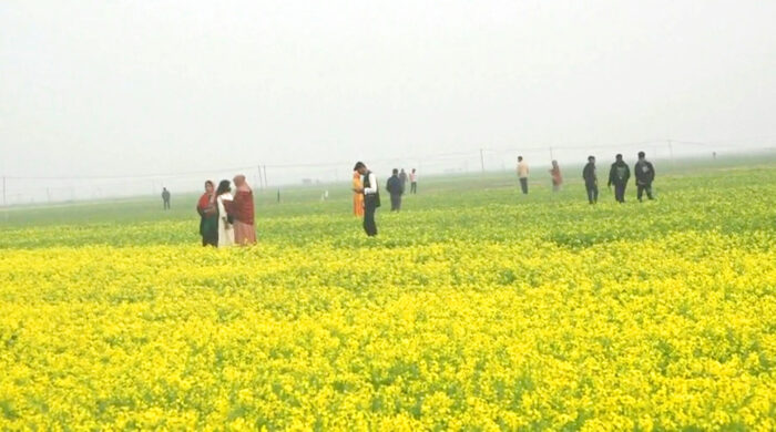 মানিকগঞ্জে সরিষার অভূতপূর্ব ফলন, আশা কোটি টাকার আয়