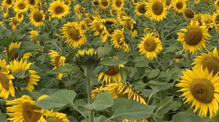 সাতক্ষীরায় সূর্যমুখী চাষে আগ্রহ দ্বিগুণ বৃদ্ধি