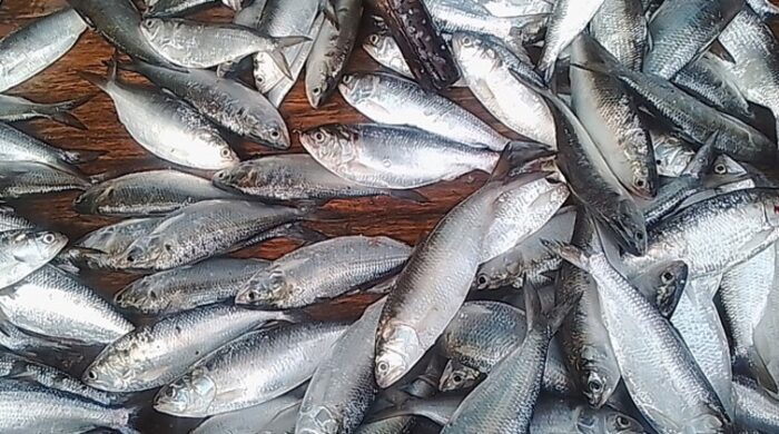 মেঘনা জাটকা ইলিশ অবৈধ শিকার