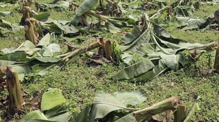৬০০ কলাগাছ কেটে ফেলার অভিযোগ