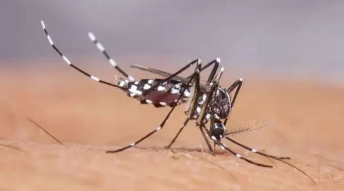 ময়মনসিংহে ডেঙ্গুর শঙ্কা