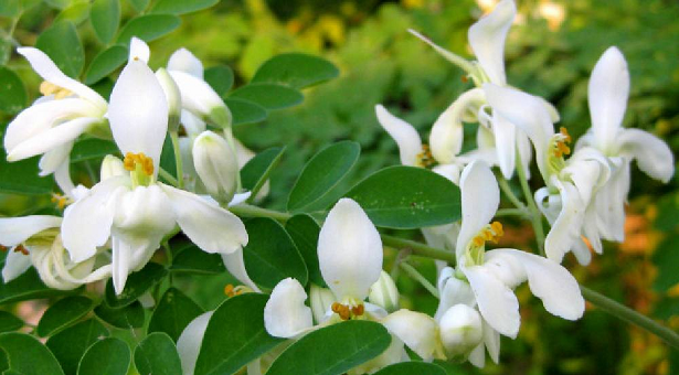 বসন্তকালীন সজনে ফুল উপকারিতা