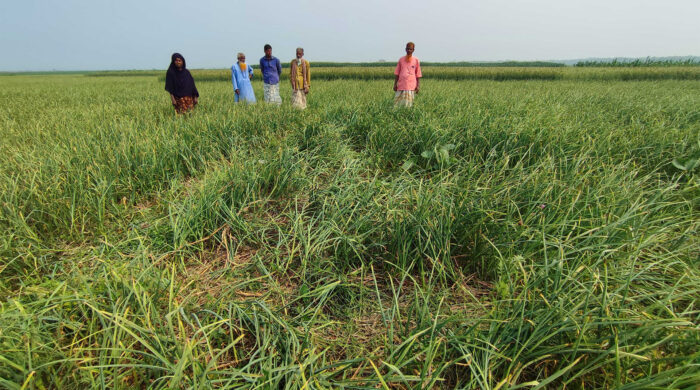তরমুজের গাছ উপড়ে ফেলে দিলো দুর্বৃত্তরা