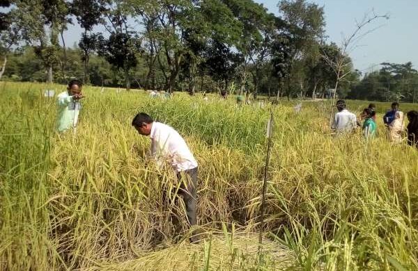 কৃষকদের কৌশলী লড়াই