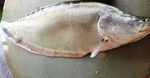 রাজবাড়ীতে ৯ কেজির চিতল মাছ বিক্রি