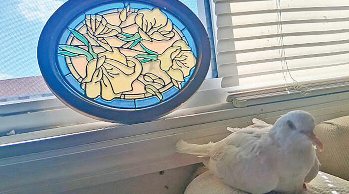 বিশ্বের সবচেয়ে বয়সী কবুতর ‘সুগার’