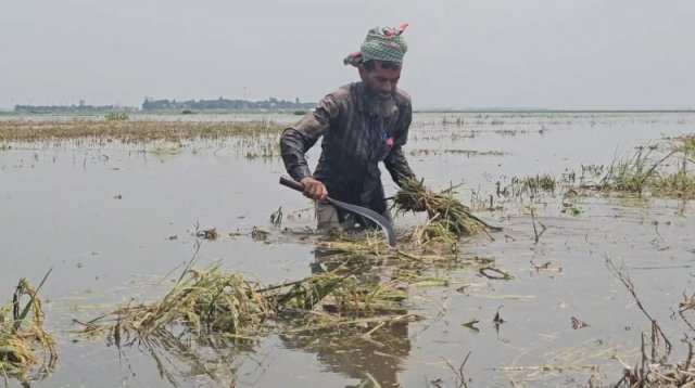 ধান কাটার আগেই পানির নিচে চলে গেল’
