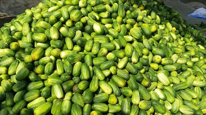 তাড়াশে ক্ষিরা চাষে সাফল্য, হাটে লাখো টাকার বেচাকেনা