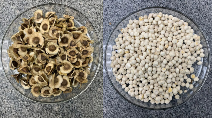 সজনে বীজেই মিলতে পারে মাইক্রোপ্লাস্টিকের সমাধান