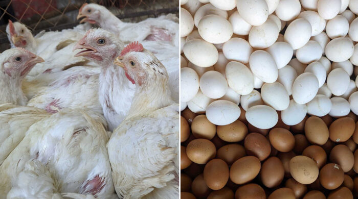 ডিমের দামে ঊর্ধ্বগতি, মুরগিতে স্বস্থি