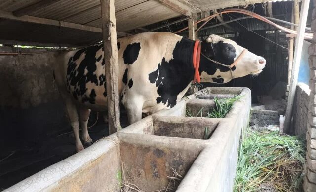 মেলান্দহে বিশাল গরু জমিদার আলোচনায়