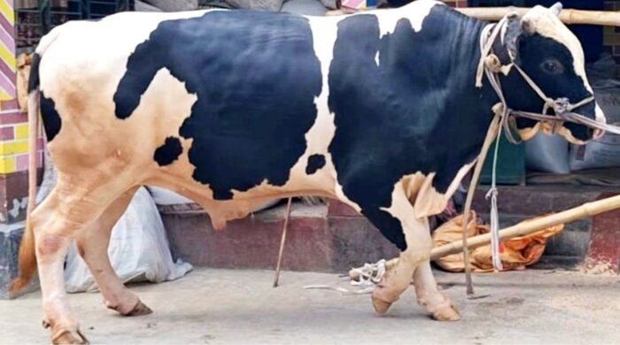 বিশাল দেহের ‘বাহুবলী’, দাম কত?