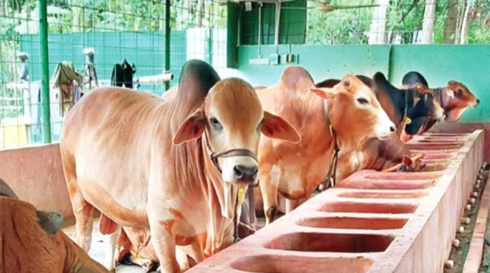কোরবানির বাজার ধরতে প্রস্তুত যশোরের খামারিরা