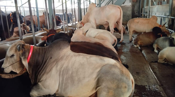 শিবচরে জমে উঠেছে পশুর হাট