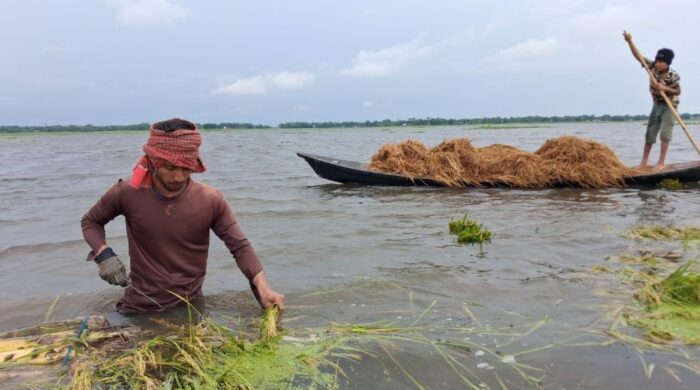 কাওয়াদিঘি হাওরে কৃষকের আহাজারি