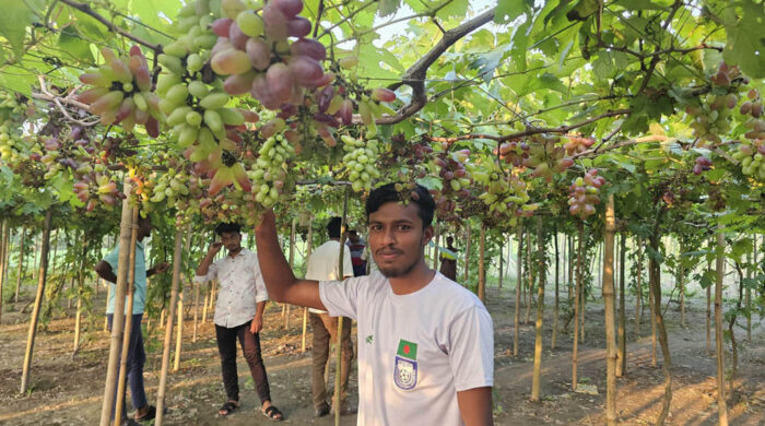 ঝিনাইদহের কালীগঞ্জ উপজেলার গোমরাইল গ্রামে দর্শনার্থীদের নিজের বাগান ঘুরিয়ে দেখাচ্ছেন কলেজছাত্র রাকিব।