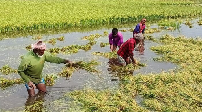 ত্রিমুখী সংকটে হাওরাঞ্চলের হাজারো কৃষক